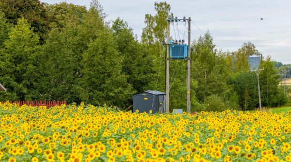 Sähköverkkoa ja auringonkukkia pellolla