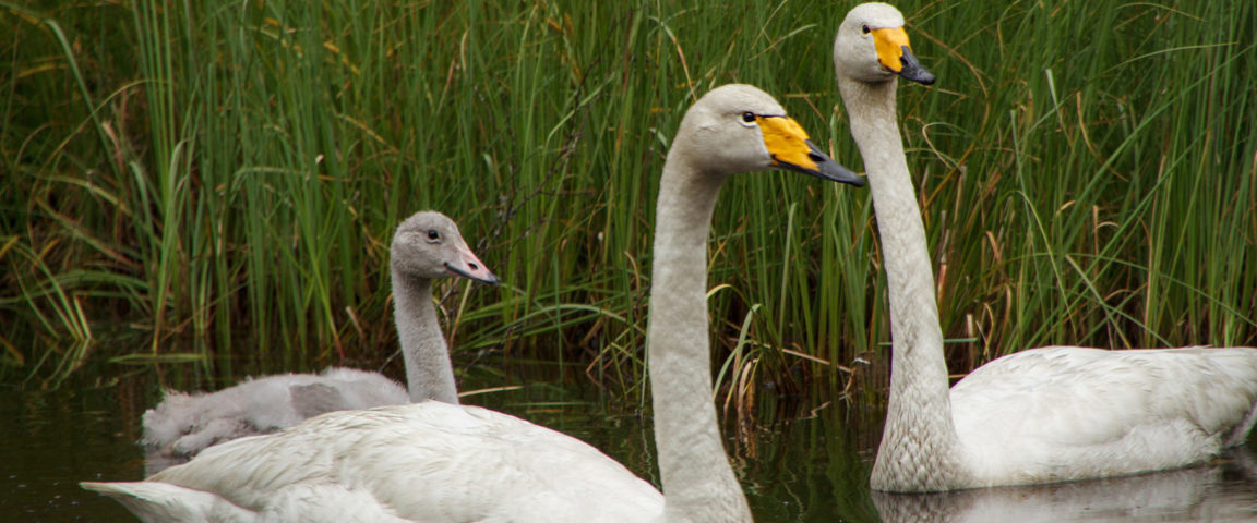 Swan family in water