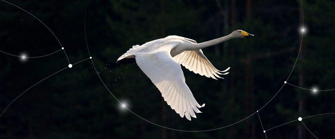Swan flying