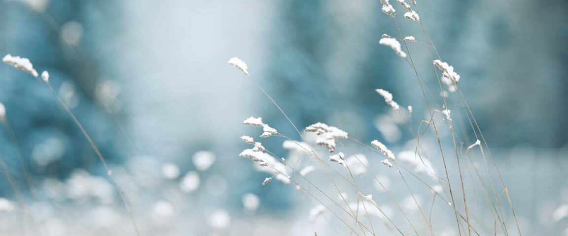 Frozen plants