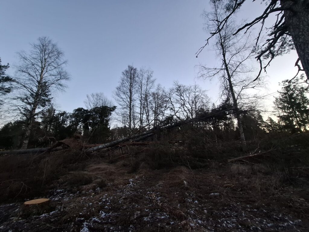 Hannes-myrskyn jäljiltä kaatuneita puita. Kuva: Niko Helin.
