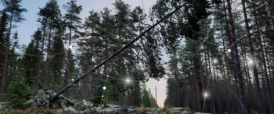 A tree fallen on top of power lines