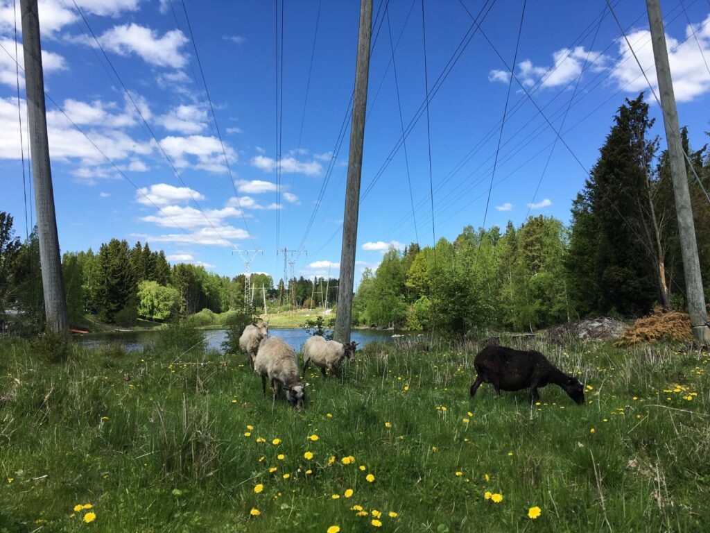 Lampaat heinikossa sähköjohtojen alla