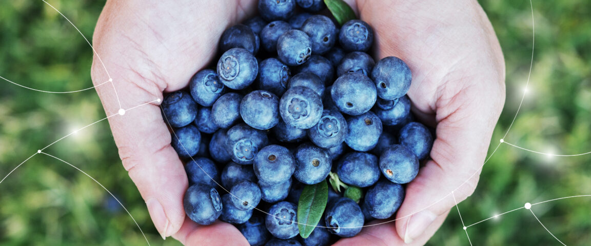 Blueberries